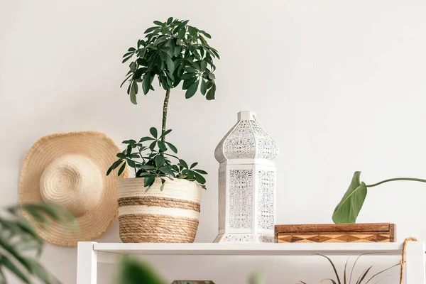 Home interior design.Indoor plants with decorative design details on a shelf against a white wall background.Biophillia design.Urban jungle.Selective focus,copy space.