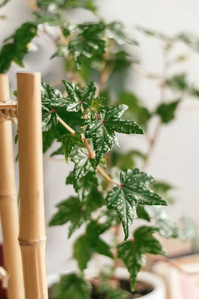 Begonia Dregei Dalam Pot Home Gardening Biophillia Design Urban Jungle — Stok Foto