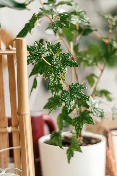 Begonia Dregei Dalam Pot Home Gardening Biophillia Design Urban Jungle — Stok Foto