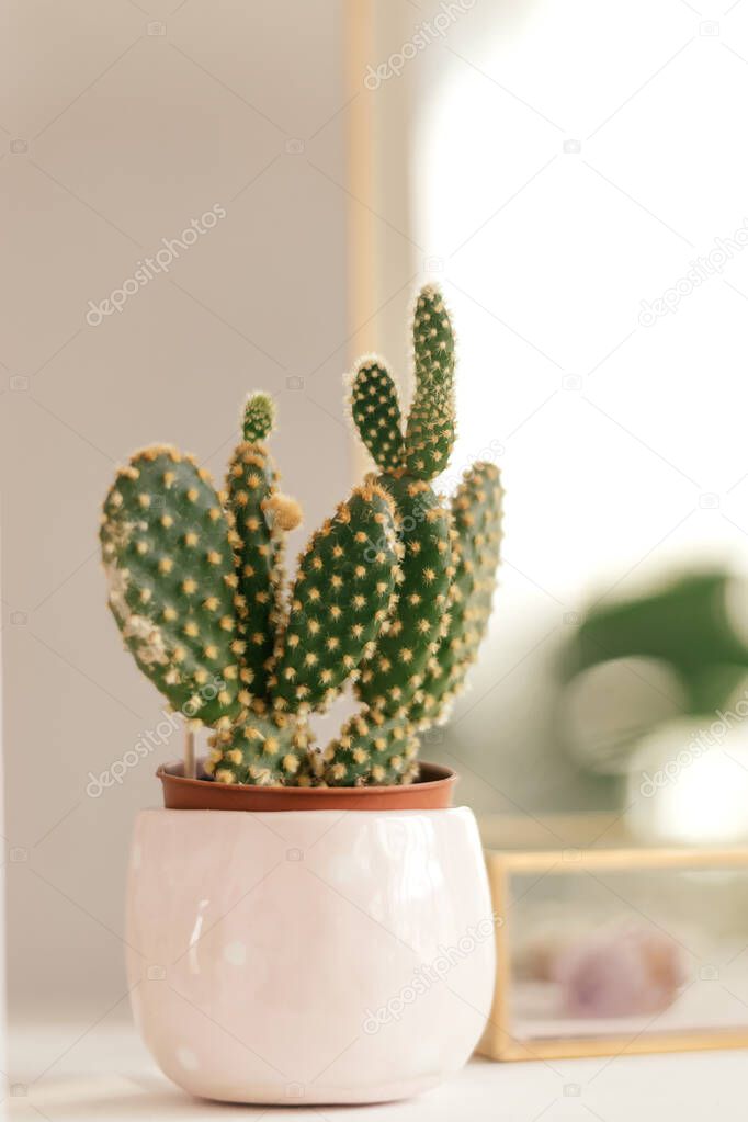 A cactus in a white pot and a mirror in a decorative frame on the shelf.Creative interior design.Biophillia design.Urban jungle.Selective focus,copy space.