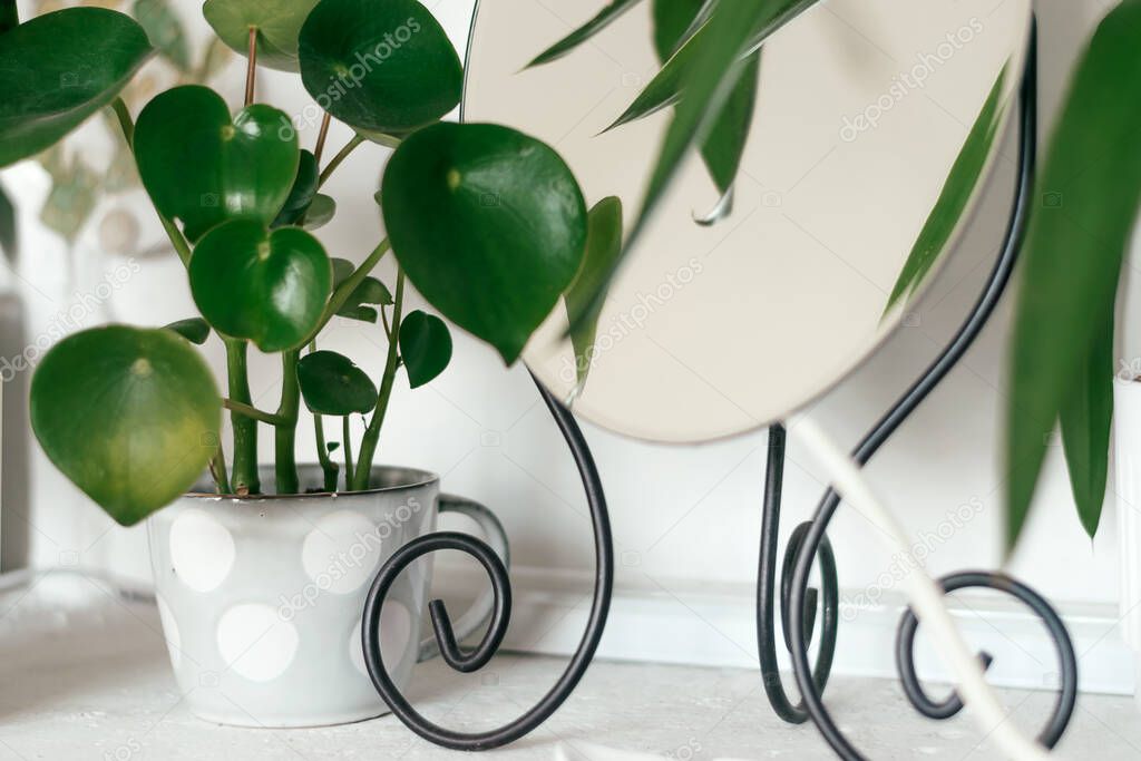 Potted houseplants and mirror in a decorative frame on the shelf in home interior.Biophillia design.Urban jungle.Selective focus, close up.