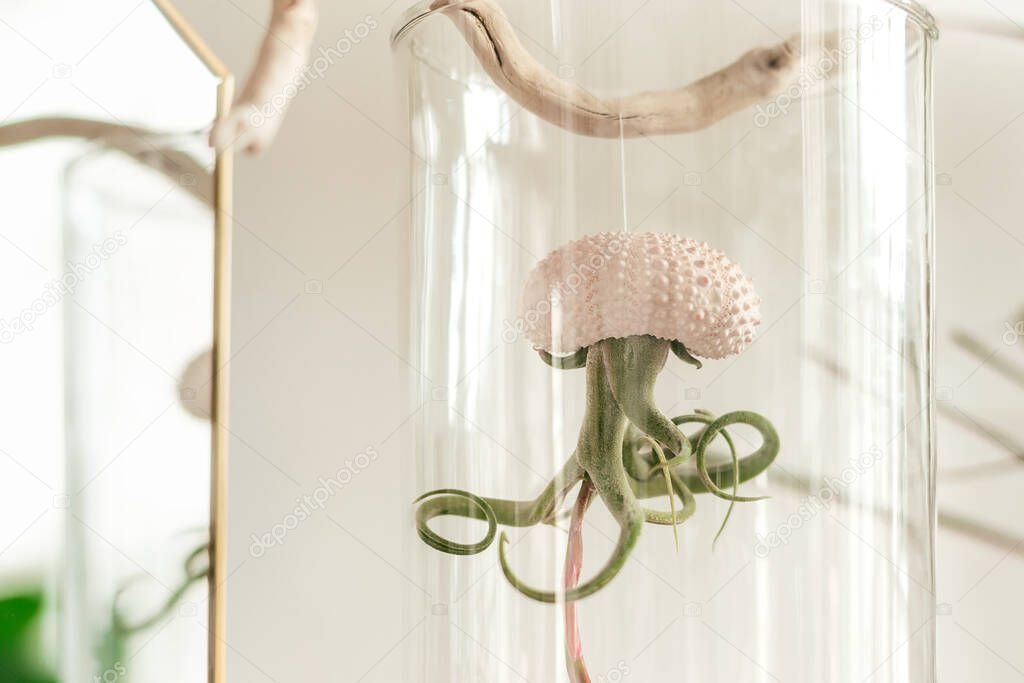 Tillandsia growing upside down in a shell in a glass jar.Creative interior design.Biophillia design.Urban jungle.Selective focus,copy space.