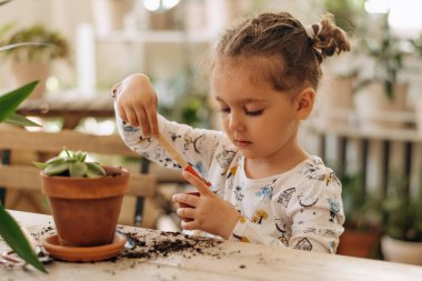 Ciddi, koyu renk saçlı melez kız evdeki seramik kaplara ev bitkileri dikiyor. Aile eğlencesi, hobi anlayışı. Ev bahçesi. Biyofili tasarımı ve şehir orman konsepti..