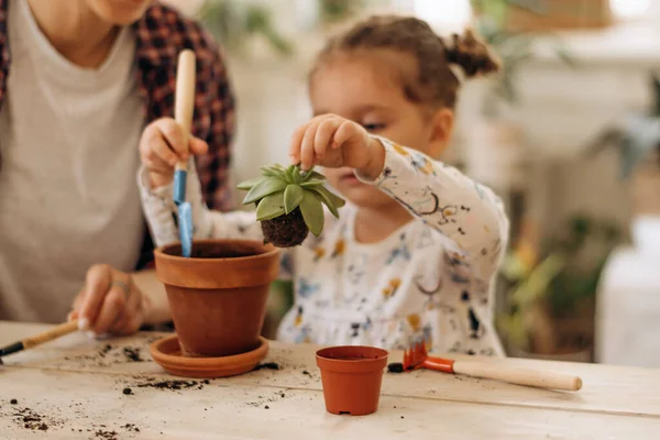 Little Mixed Race Dark Haired Girl Her Mother Planting Houseplants — Stock Photo, Image