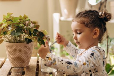 Küçük melez, koyu renk saçlı kız evdeki cam spreyinden su püskürtüyor. Ev bahçesi. Hobi anlayışı. Biyofili tasarımı ve şehir ormanı konsepti..