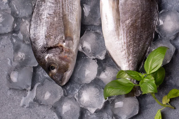 Raw delicious fresh fish on ice — Stock Photo, Image