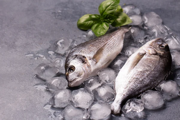 Raw delicious fresh fish on ice — Stock Photo, Image