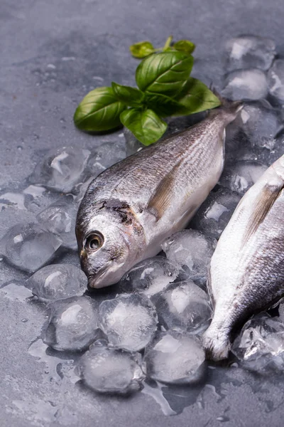 Raw delicious fresh fish on ice — Stock Photo, Image