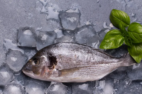 Délicieux poisson frais cru sur glace — Photo