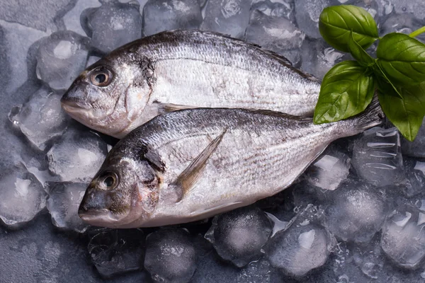 Délicieux poisson frais cru sur glace — Photo