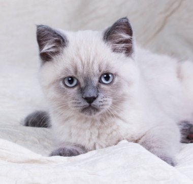 İngiliz kısa hava kedisi beyaz arka planda oturuyor