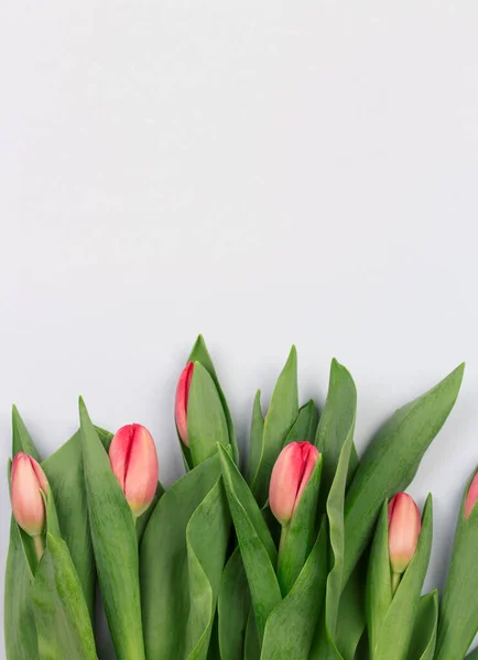 A tulipánok sora absztrakt fényháttérrel, helyet hagyva az üzenetnek. — Stock Fotó