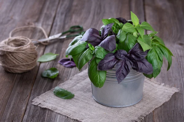 Manjericão verde e violeta fresco em pequeno balde de lata sobre fundo de madeira — Fotografia de Stock