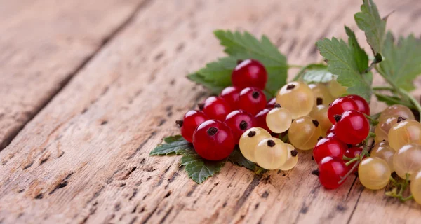 Red and white currant — Stock Photo, Image