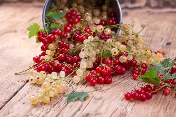 Rote und Weiße Johannisbeere — Stockfoto