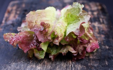 Kırmızı mercan marul