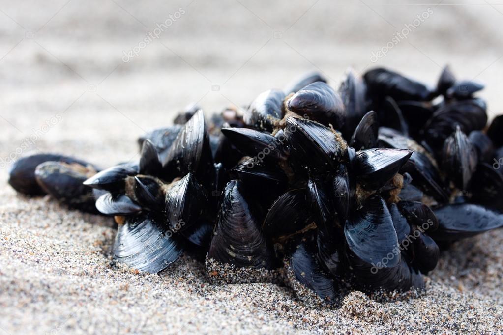 Cluster of Mussels