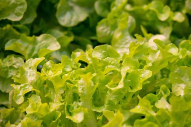 Taze organik yeşil meşe marulu sebze çiftliği.