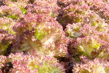 Taze organik yeşil meşe marulu sebze çiftliği.