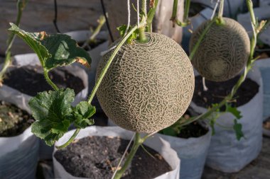 Serada yetişen bir sürü taze kavun.