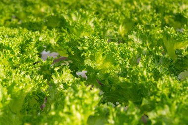 Taze organik yeşil meşe marulu sebze çiftliği.