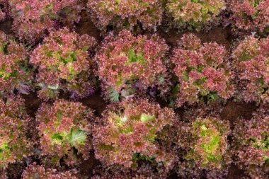 Taze organik yeşil meşe marulu sebze çiftliği.