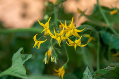 Serada bir sürü taze domates asma bitkisi yetişiyor.
