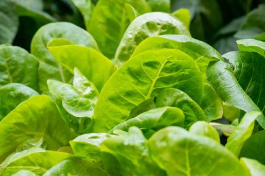 Taze organik yeşil meşe marulu sebze çiftliği.