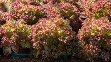 Taze organik yeşil meşe marulu sebze çiftliği.