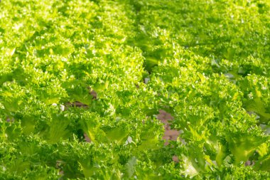 Taze organik yeşil meşe marulu sebze çiftliği.