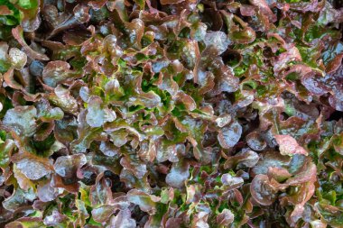 Taze organik yeşil meşe marulu sebze çiftliği.