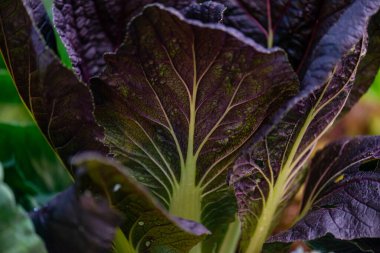 Taze organik yeşil meşe marulu sebze çiftliği.