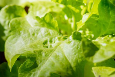 Taze organik yeşil meşe marulu sebze çiftliği.