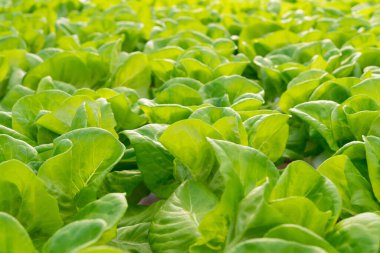 Taze organik yeşil meşe marulu sebze çiftliği.