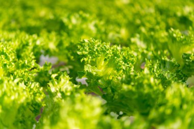 Taze organik yeşil meşe marulu sebze çiftliği.