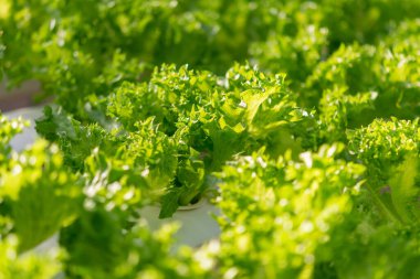 Taze organik yeşil meşe marulu sebze çiftliği.