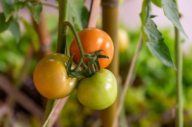 Serada bir sürü taze domates asma bitkisi yetişiyor.
