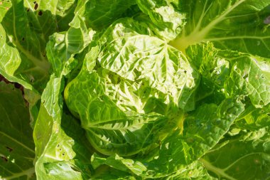 Taze organik yeşil meşe marulu sebze çiftliği.