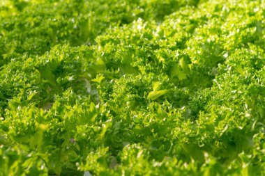 Taze organik yeşil meşe marulu sebze çiftliği.