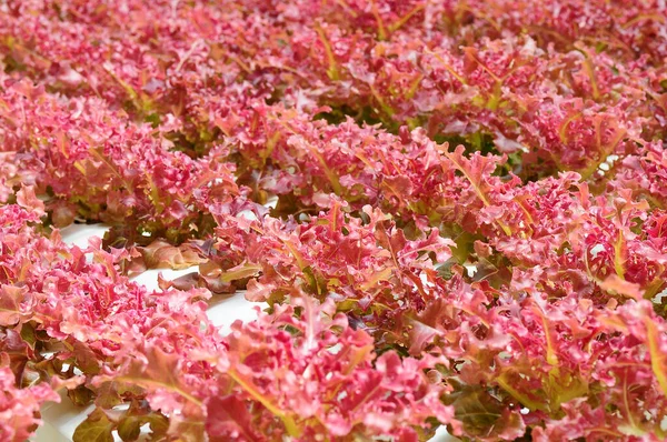 Taze organik yeşil meşe marulu sebze çiftliği.