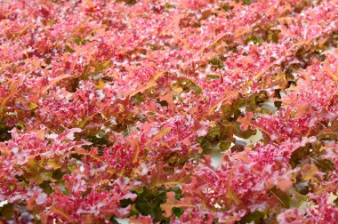 Taze organik yeşil meşe marulu sebze çiftliği.