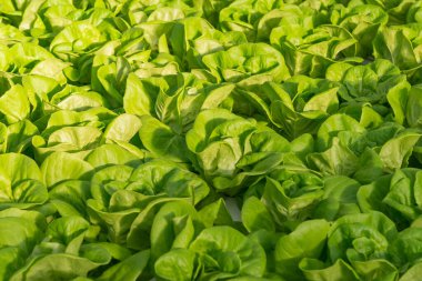 Taze organik yeşil meşe marulu sebze çiftliği.