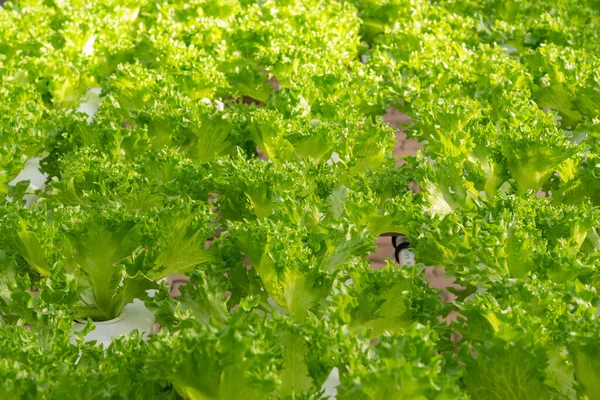 Fresco Biologico Verde Quercia Lattuga Vegetale Fattoria Immagine Stock