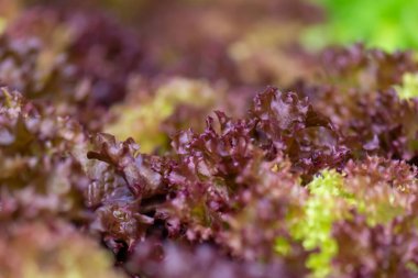 Taze organik yeşil meşe marulu sebze çiftliği.