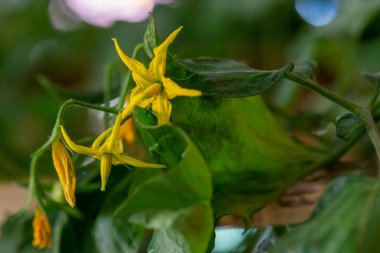 Serada bir sürü taze domates asma bitkisi yetişiyor.
