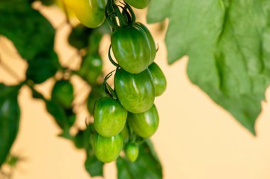 Serada bir sürü taze domates asma bitkisi yetişiyor.