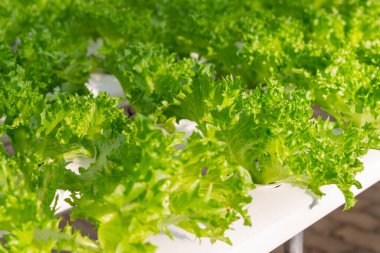 Taze organik yeşil meşe marulu sebze çiftliği.