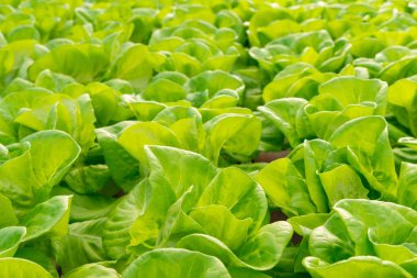 Taze organik yeşil meşe marulu sebze çiftliği.