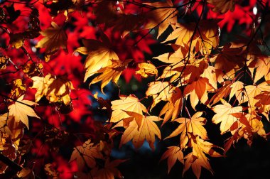 Güzel renkli yaprak