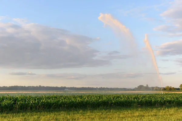 Watering a cornfield during a severe drought.